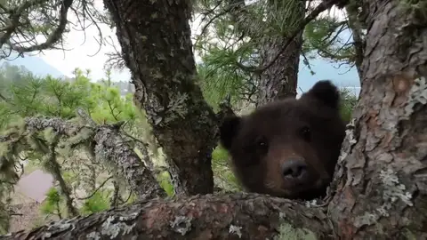 Rescatan a un osezno huérfano tras pasar días atrapado en un árbol Rescatan a un osezno huérfano tras pasar días atrapado en un árbol