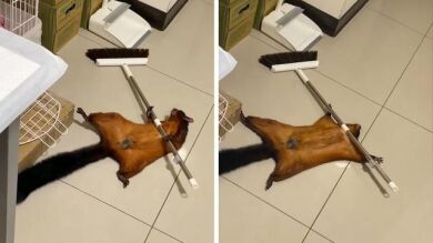 Una ardilla voladora se hace la muerta con una escoba para llamar la atención de su dueño