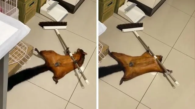 Una ardilla se hace la muerta
