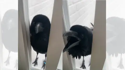 TikTok viral en el que Vanta responde a su dueña. TikTok viral en el que Vanta responde a su dueña.