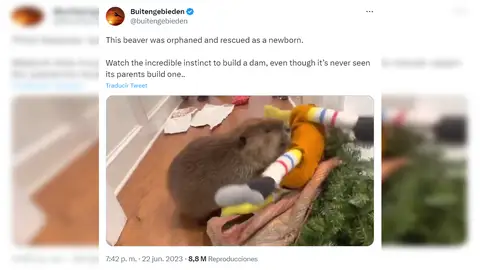 Una cría de castor rescatada construye una presa con peluches aunque nunca ha visto una Una cría de castor rescatada construye una presa con peluches aunque nunca ha visto una