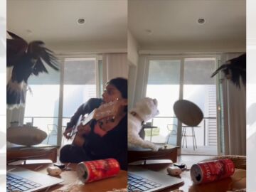 TikTok viral en el que un perro defiende a su dueña de un águila.