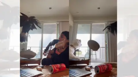 TikTok viral en el que un perro defiende a su dueña de un águila. TikTok viral en el que un perro defiende a su dueña de un águila.