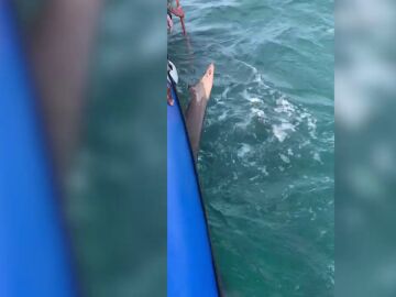 Un tiburón desinfla una barca llena de turistas