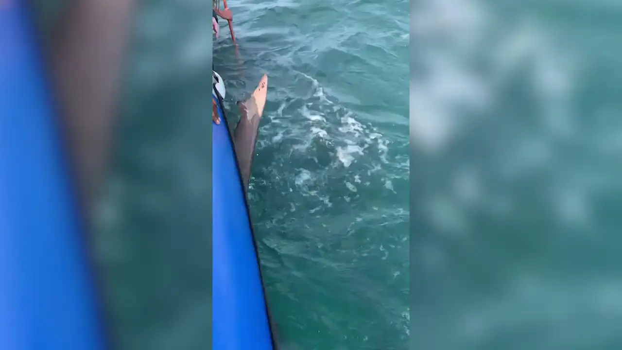 Un tiburón desinfla una barca llena de turistas
