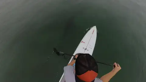 Nadando con tiburones Nadando con tiburones