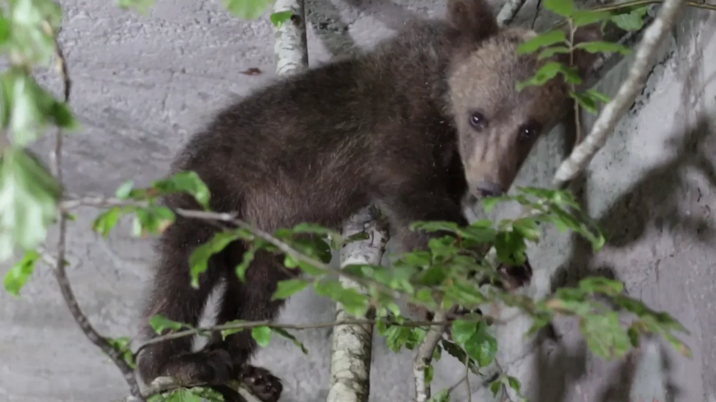 Rescatan un cachorro de un oso huérfano en el jardín trasero de su casa Rescatan un cachorro de un oso huérfano en el jardín trasero de su casa