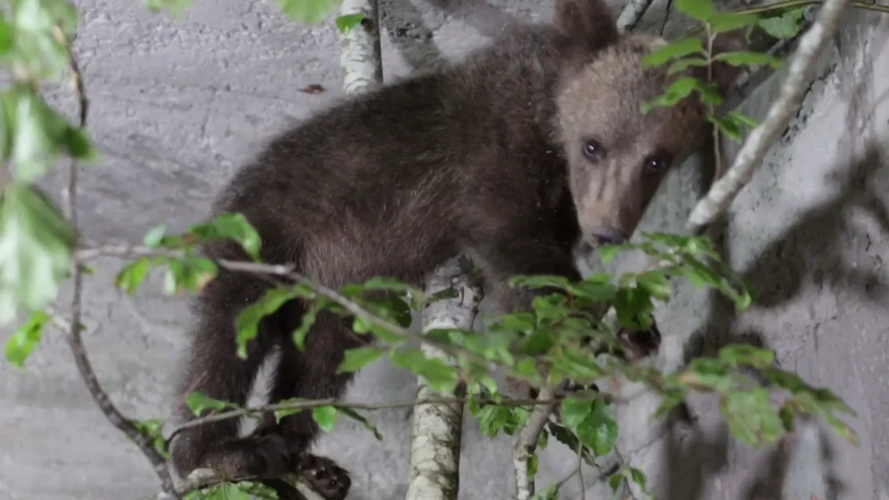Rescatan un cachorro de un oso hu&eacute;rfano en el jard&iacute;n trasero de su casa
