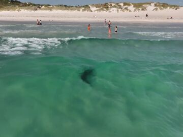 Un gigantesco tiburón tigre nada cerca de la orilla junto a unos bañistas que no sospechan nada