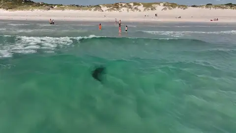 Un gigantesco tiburón tigre nada cerca de la orilla junto a unos bañistas que no sospechan nada Un gigantesco tiburón tigre nada cerca de la orilla junto a unos bañistas que no sospechan nada