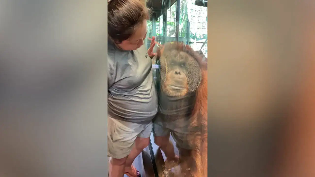 Un orangután se aprieta contra la barriga de una mujer embarazada para escuchar los latidos del corazón del bebé