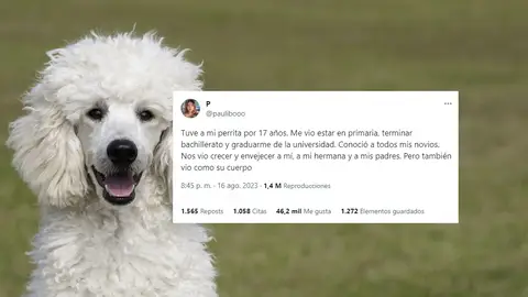 El desgarrador hilo de Twitter con el que una chica se despide de su perra: "Gracias Blanca por los mejores 17 años de mi vida" El desgarrador hilo de Twitter con el que una chica se despide de su perra: "Gracias Blanca por los mejores 17 años de mi vida"