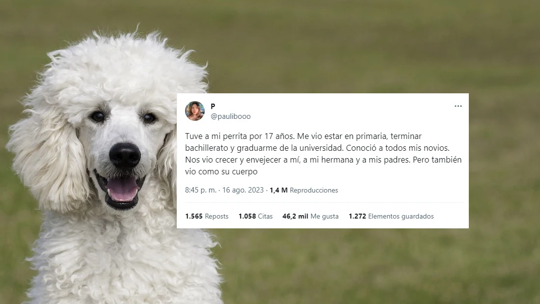 El desgarrador hilo de Twitter con el que una chica se despide de su perra: "Gracias Blanca por los mejores 17 a&ntilde;os de mi vida"