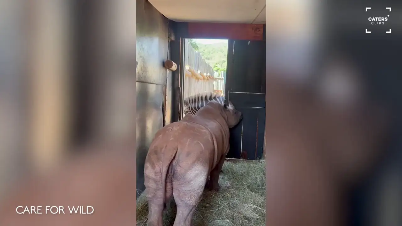Un rinoceronte cierra la puerta de su casa en un santuario de Sudáfrica