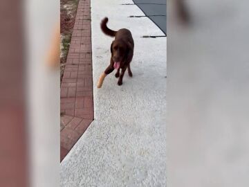 Un perro actua como si nada pasara a pesar de haber perdido una pierna