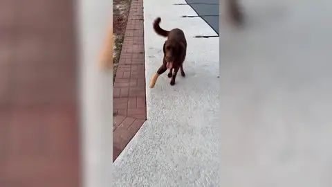 Un perro actua como si nada pasara a pesar de haber perdido una pierna Un perro actua como si nada pasara a pesar de haber perdido una pierna