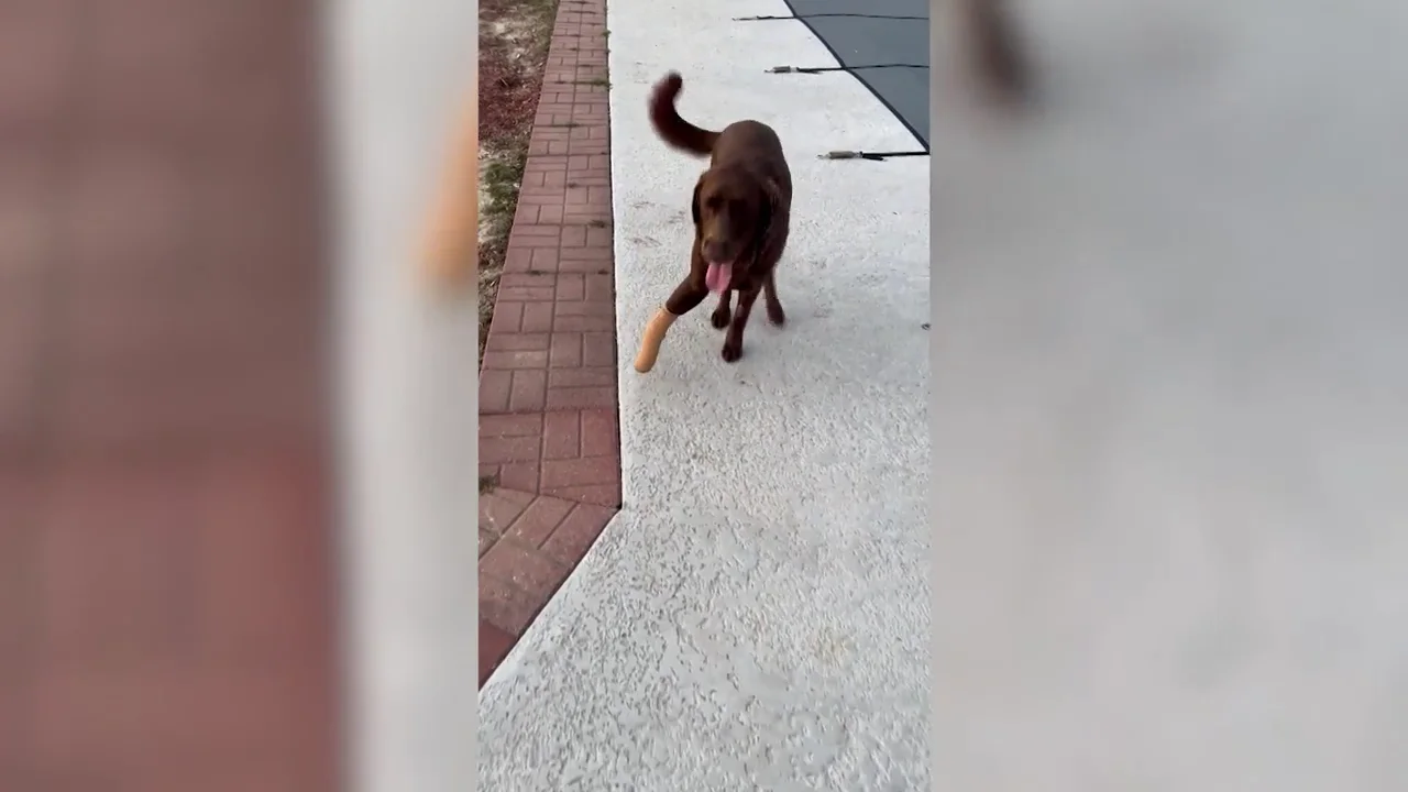 Un perro actua como si nada pasara a pesar de haber perdido una pierna