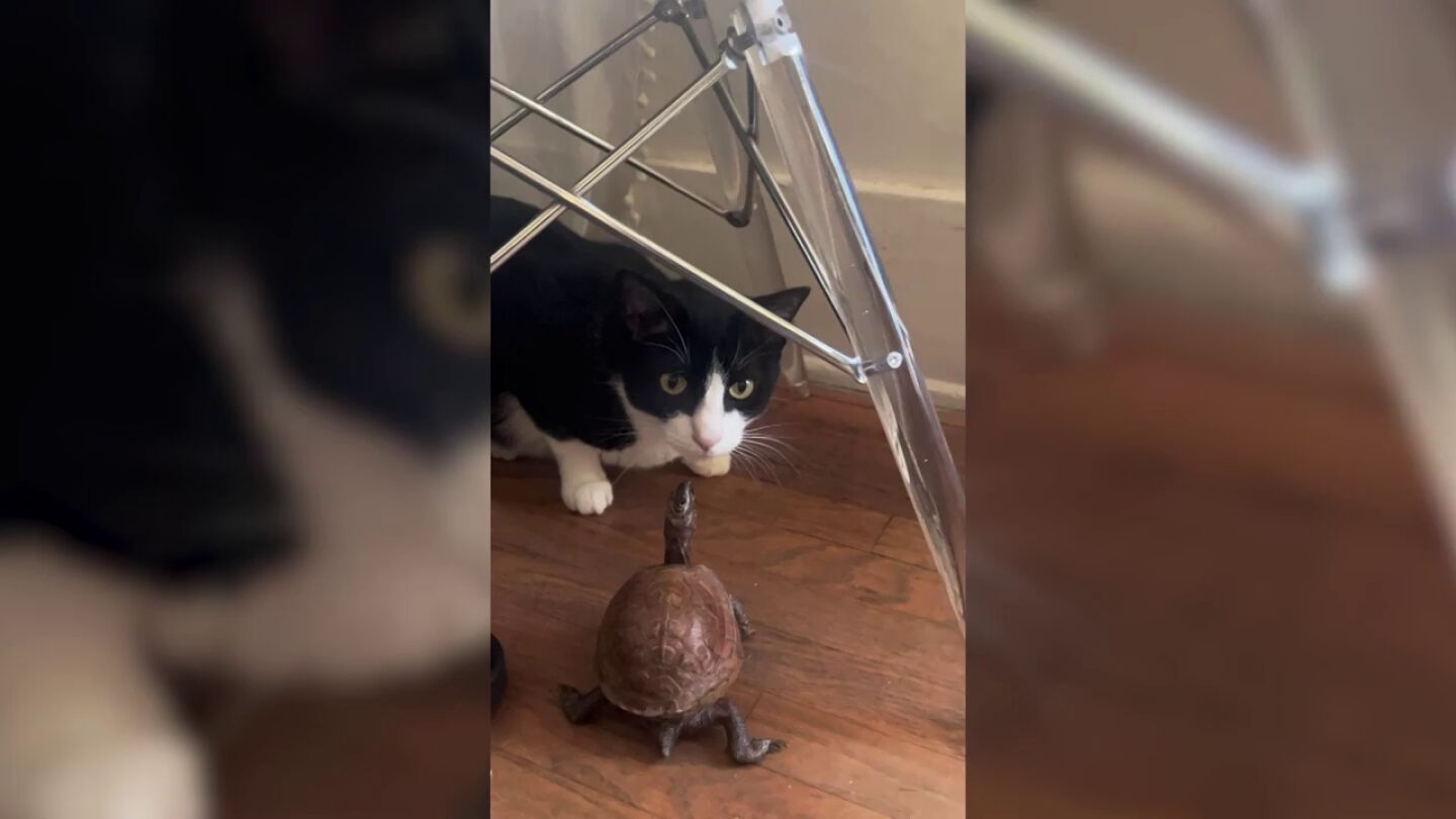 Los mejores momentos de la entra&ntilde;able amistad entre dos gatos y una tortuga