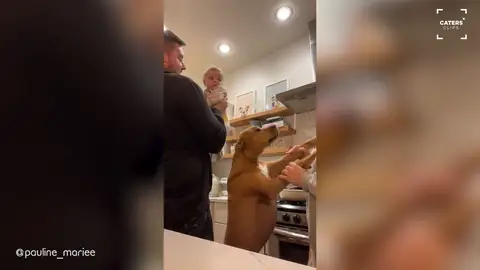 Un padre baila con su bebé y el perro de la familia le copia bailando con la madre Un padre baila con su bebé y el perro de la familia le copia bailando con la madre