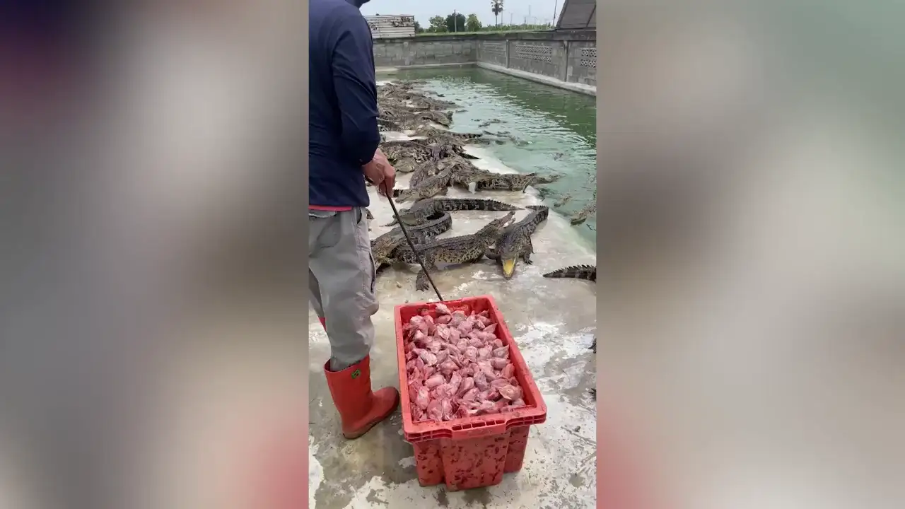 Trabajador alimenta con carne fresca a 10.00 cocodrilos hambrientos