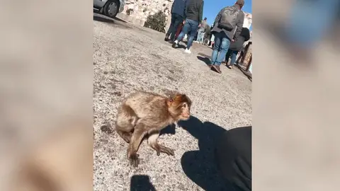 Mono de Gibraltar Mono de Gibraltar