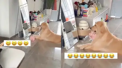 Perro viral por posar frente al espejo como todo un modelo. Perro viral por posar frente al espejo como todo un modelo.