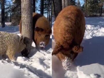 Vídeo viral sobre la raza de cerdo Mangalica.