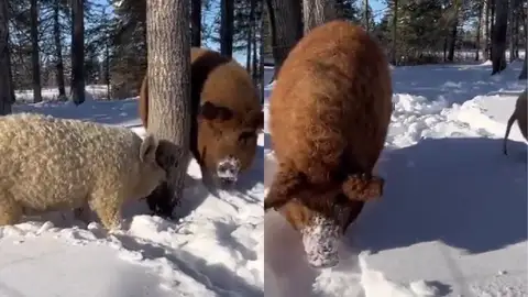 Vídeo viral sobre la raza de cerdo Mangalica. Vídeo viral sobre la raza de cerdo Mangalica.