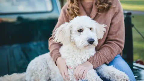 Fotografía de una persona acariciando a su perro. Fotografía de una persona acariciando a su perro.