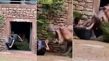 Hipopótamo atacando a su cuidador