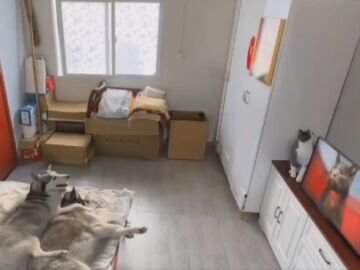 V&iacute;deo viral de un gato que consigue culpar al perro de su travesura.
