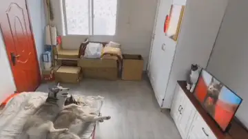 Vídeo viral de un gato que consigue culpar al perro de su travesura.