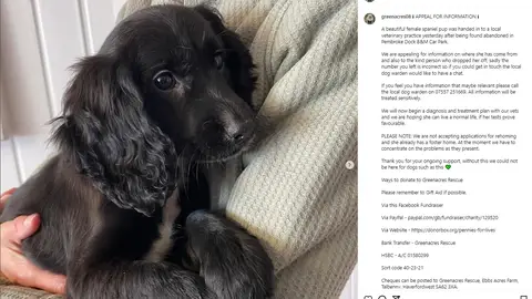 Esta perra fue abandonada tras nacer con seis piernas Esta perra fue abandonada tras nacer con seis piernas