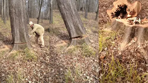 Derriban un árbol para rescatar a un perro Derriban un árbol para rescatar a un perro