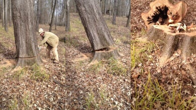 Derriban un árbol para rescatar a un perro que se había quedado atrapado dentro