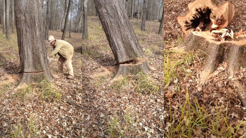 Derriban un árbol para rescatar a un perro que se había quedado atrapado dentro