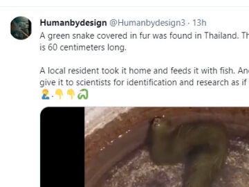Encuentran una extraña serpiente peluda en un pantano de Tailandia