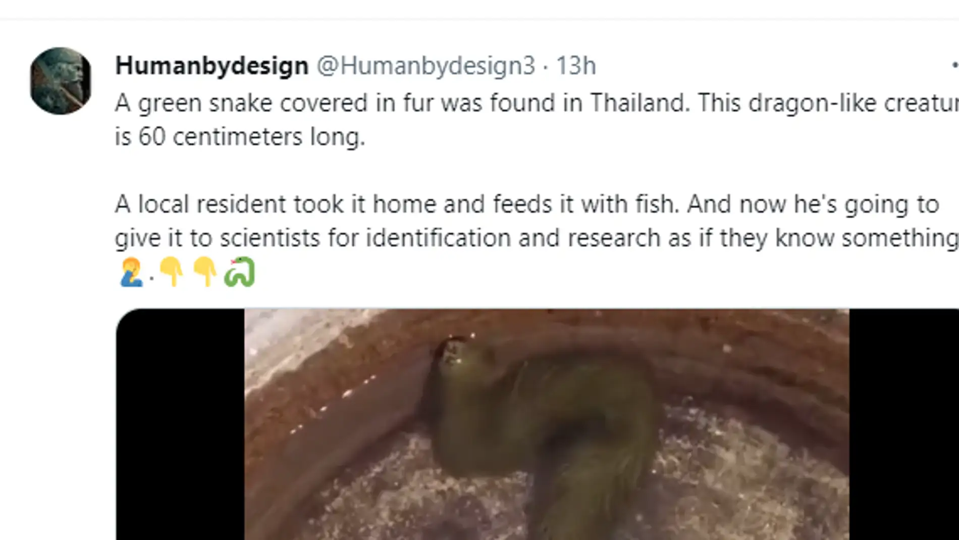Encuentran una extraña serpiente peluda en un pantano de Tailandia