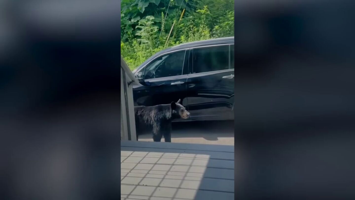 Una mujer se lleva un gran susto cuando un oso abre la puerta de su coche y se mete dentro