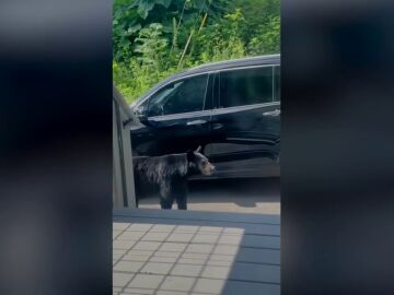 Una mujer se lleva un gran susto cuando un oso abre la puerta de su coche y se mete dentro