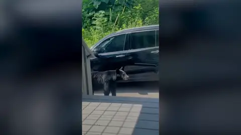 Una mujer se lleva un gran susto cuando un oso abre la puerta de su coche y se mete dentro Una mujer se lleva un gran susto cuando un oso abre la puerta de su coche y se mete dentro