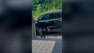 Una mujer se lleva un gran susto cuando un oso abre la puerta de su coche y se mete dentro