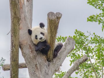 Fotograf&iacute;a de un oso panda.