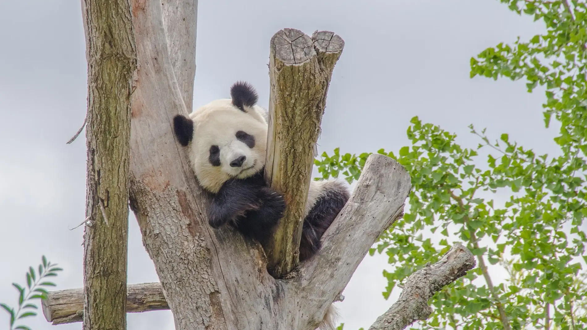 Fotografía de un oso panda.