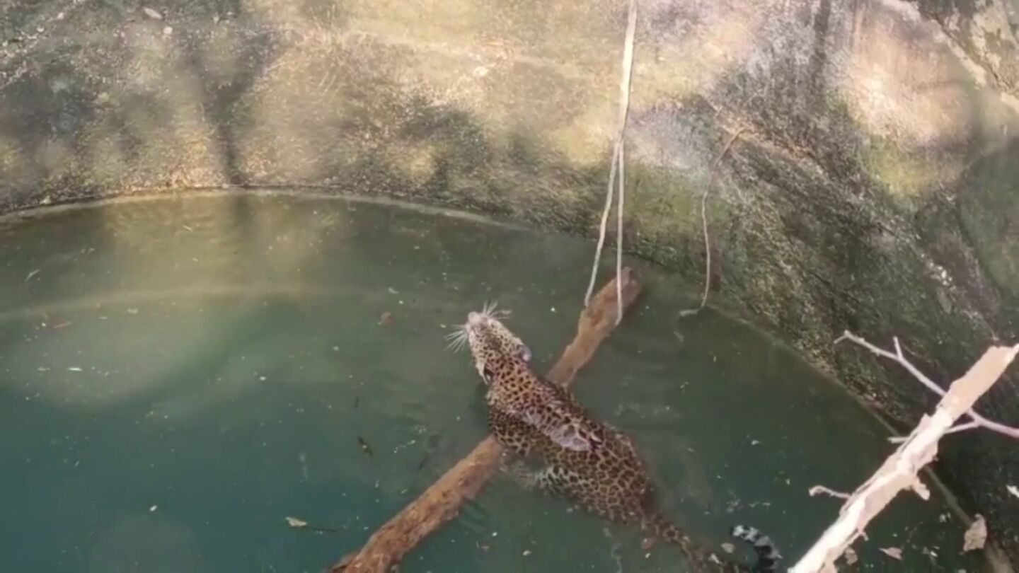 El peligroso rescate de un leopardo que se hab&iacute;a caido a un pozo