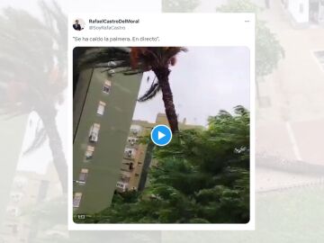 Tuit viral sobre el v&iacute;deo de la mujer narrando la ca&iacute;da de una palmera.