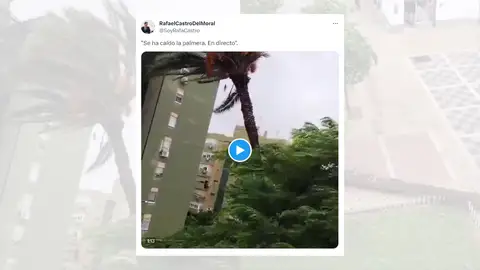 Tuit viral sobre el vídeo de la mujer narrando la caída de una palmera. Tuit viral sobre el vídeo de la mujer narrando la caída de una palmera.