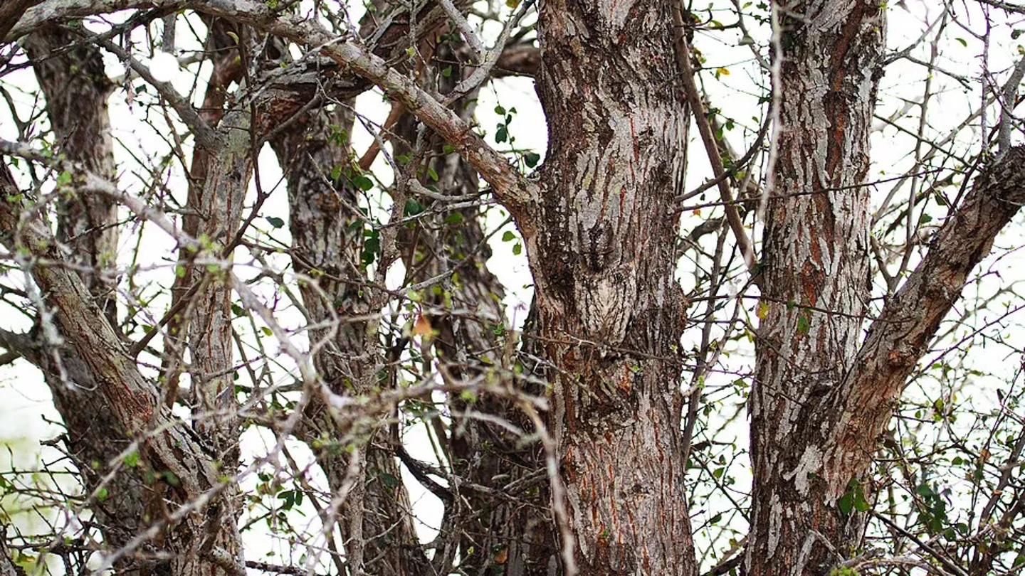 ¿Puedes encontrar al buho escondido? ¿Puedes encontrar al buho escondido?