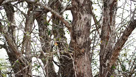 ¿Puedes encontrar al buho escondido? ¿Puedes encontrar al buho escondido?