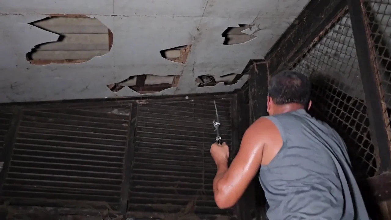 Cazadores de serpientes hacen agujeros en el techo de una casa para atrapar a una gigantesca pit&oacute;n
